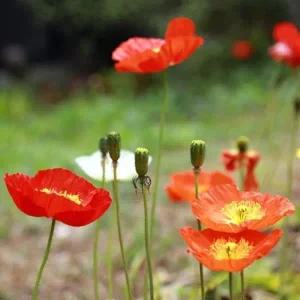 [RG29N263]관상용 꽃 야생화 꽃씨 종자 씨 씨앗 키우기