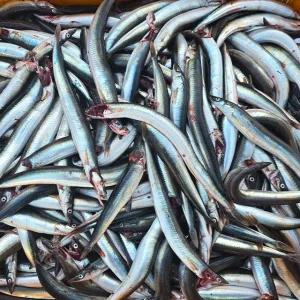 국내산 제철 생물 양미리 1kg