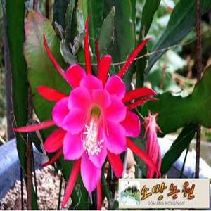 FB(소망)공작선인장화분(소)(2개 묶음)공작선인장판매