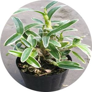 무늬석곡 /은설/은용/석곡란/Dendrobium moniliforne /착생란/ 석부작/ 목부작