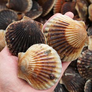 속살이 오동통 꽉~찬 여수 해지몽 홍가리비 대왕가리비 흑백 해만 3kg