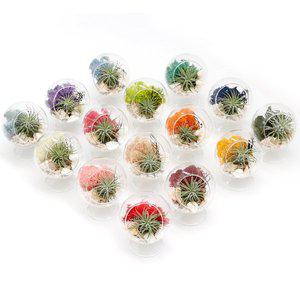 [아침향기]스탠드볼 천연 가습 DIY 테라리움 틸란드시아 이오난사 스칸디아모스_15colors