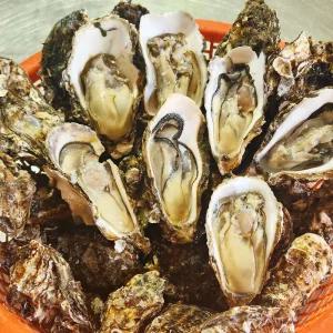 산지출하 세척 여수 석화 굴 각굴 3kg 5kg 10kg