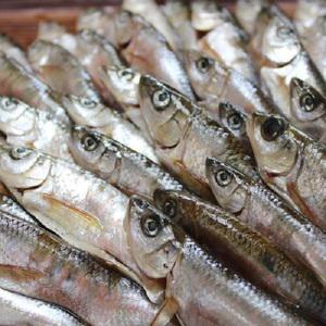 깨끗하게 손질한 자연산 피래미1kg 민물고기 내장제거  냉동 국산