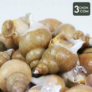 [롯데백화점]삼촌밥먹자 제철 활 백 골뱅이 1kg 중