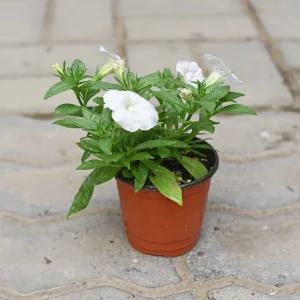 마이플랜트 베이비핑크 페츄니아 소형 야생화 실내 인테리어 식물 꽃모종