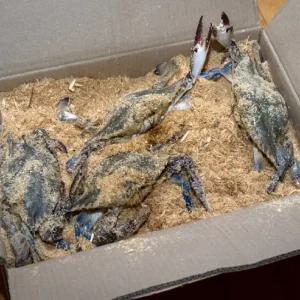 살아서 도착하는 활 톱밥꽃게 2kg