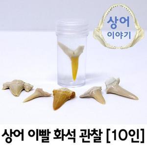 상어이빨 표본 만들고 관찰하기 10세트 학습준비물