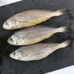 [제주직송] 제주 참조기 (중) 10마리(2팩)