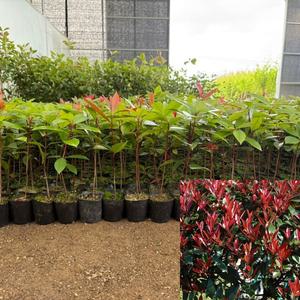 홍가시나무 (키25cm전후) 레드로빈 포트묘 홍가시묘목 잎이이쁜 울타리조경