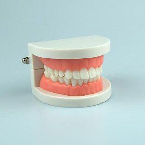 [셀러허브 1]교육용 치아모형