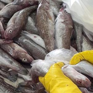 국내산 생대구or(급냉) 3-5미 2kg내외