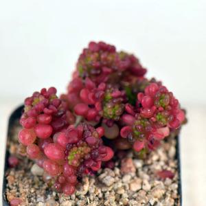 레드베리 철화 다육이 예쁜 색감의 키우기 쉬운 식물 선물 추천 인테리어 소품1-4