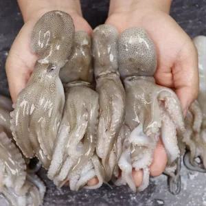 서천어부의 급냉 주꾸미 쭈꾸미 1kg