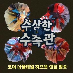 [수상한수족관] [더블테일베타 ] 더블테일 하프문 수컷 베타 / 1마리 / 랜덤발송