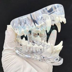 강아지 모형 개과 정확한 구강구조 교육 이빨 개