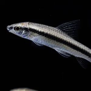 [주니멀열대어]시아미즈 알지이터 4cm내외 (3마리)관상어