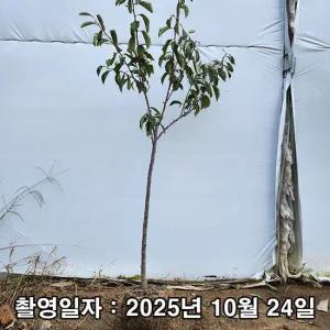 자두나무 후무사 3년생 결실주