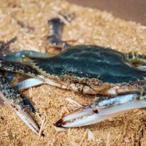 [신세계라이브쇼핑]서해 톱밥 신선 꽃게 알배기 암 꽃게 살꽉찬 수 꽃게 혼합 3kg 10미내외