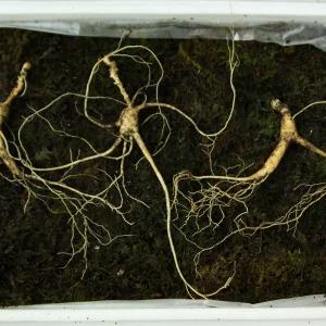 프리미엄 하루한뿌리 산양산삼 산양삼 장뇌삼 (20년산 이상 프리미엄 선물용 2뿌리 + 가족삼 2뿌리)