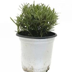 베하몰 실내 화초 로즈마리 허브 약7cm/식물/화분/씨앗/재배/원예용/가정용/선물용/가드닝/키트/텃밭