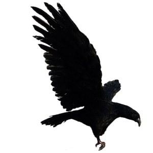 맹금류 모형 조류 퇴치 옵션이미지 독수리