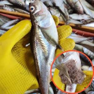 국내산 생물 알 도루묵 1팩 450~550g 내외 5-7미내외