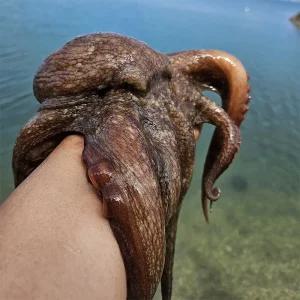 활 통영 돌문어 1.5kg 1-5미