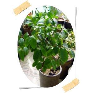 계화나무/함소화/자스민/치자/향기나는나무/허브