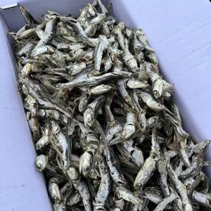 (산지당일)남해 가정용 다시멸치 1.5kg 다-10 국물 육수 다시 멸치