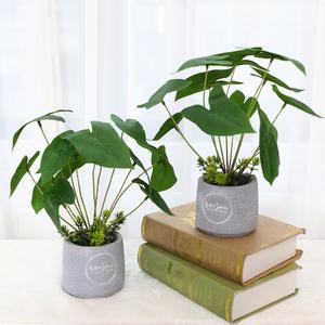 인조나무 인테리어 조화 화분 큐티 알로카시아 2p set