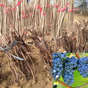 포도나무 묘목 (켐벨) 특묘 삽목1년생 캠벨포도 