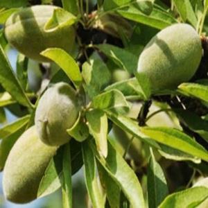 아몬드나무/Prunus amygdalis var/북방형/프리마베라/바운티/묘목/유실수/대량주문내고