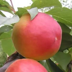 [충북농원] 하모니 플럼코트 (자두+살구) 나무 묘목 - 1년생/접목묘