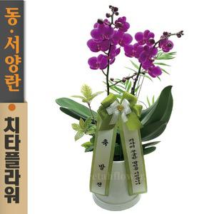 치타플라워 만천홍 서양란 승진 축하 생일 개업 이사 화분 [CT04-W1] 미니 호접란 전국 당일 배송 꽃배달