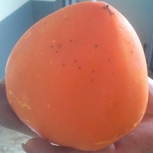 감나무묘목 야오끼 왕대봉감나무 2년생 특묘