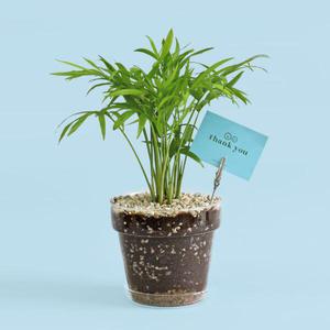 아트박스/마이플랜트 테이블야자 유리화분 세트 실내 공기정화식물