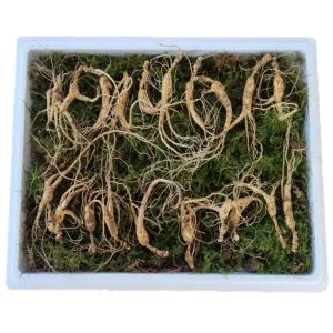 천생삼 야생방치삼 10~11년근 못난이 파지삼 20뿌리 산삼 산양삼 산양산삼 장뇌삼