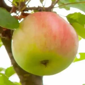 [충북농원] 썸머프린스 사과나무 묘목 - M26/이중접/1년생/상묘