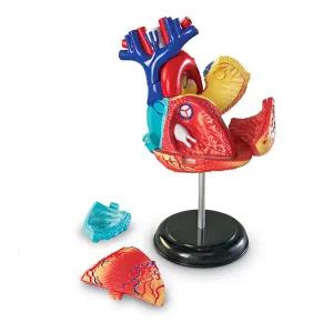 러닝리소스 인체해부모형 심장 LER3334