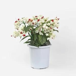 덴드롱 중형 꽃 모종 야생화 공기정화식물 인테리어