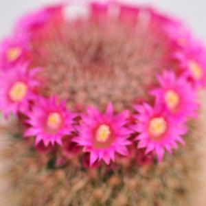 5월 꽃 피는 성성환 선인장 대품 다육이 키우기 쉬운 초보자용 다육식물 랜덤1-15