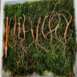 천생삼 야생방치삼 13~15년근 파지삼 중자 10뿌리 산삼 산양삼 산양산삼 장뇌삼