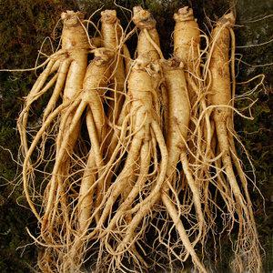 백년청우 풍기인삼 6년근 원수삼 8~10뿌리내외 500g