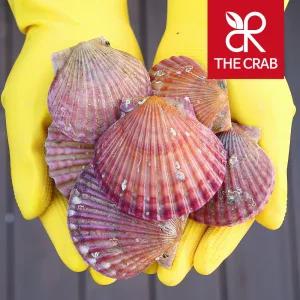 제철 통영 홍가리비 1kg (20-40미) 캠핑 조개구이