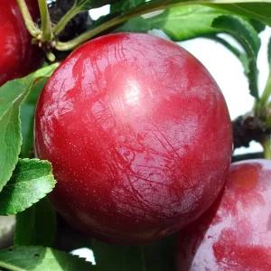 [충북농원] 알프스왕자 자두나무 묘목 - 분묘