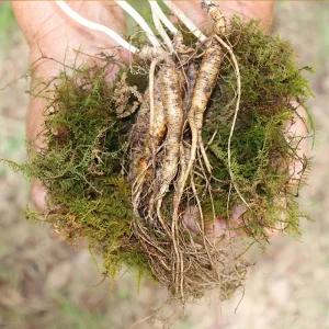 강원도 횡성 산양삼 9-10년근 파삼 200g