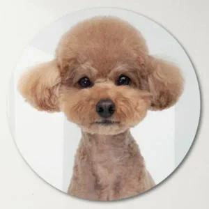 꾸밈 pf394-원형아크릴액자 푸들의증명사진