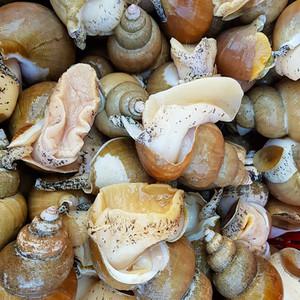 제철 살이통통한 포항 활 백고동 백골뱅이 (소) 40-50미