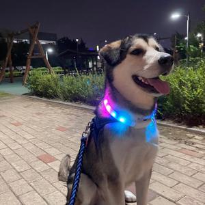 더바른 강아지 LED 레인보우 목걸이 반려견 야간산책 안전 애견 목줄 야광 충전식
